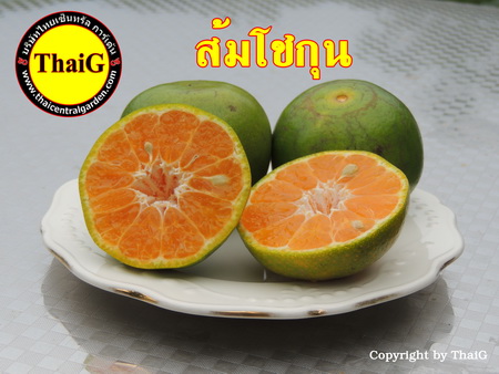 https://everysale.thaicentralgarden.com/image/catalog/catalog/orange/Cho%20Koon-1-1.jpg